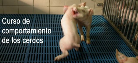 Comportamiento de los cerdos (ES004) Comportamiento de los cerdos (ES004)