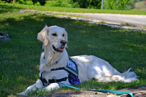 CE Service Animals - 1 Hour CE Credit CE Service Animals - 1 Hour CE Credit